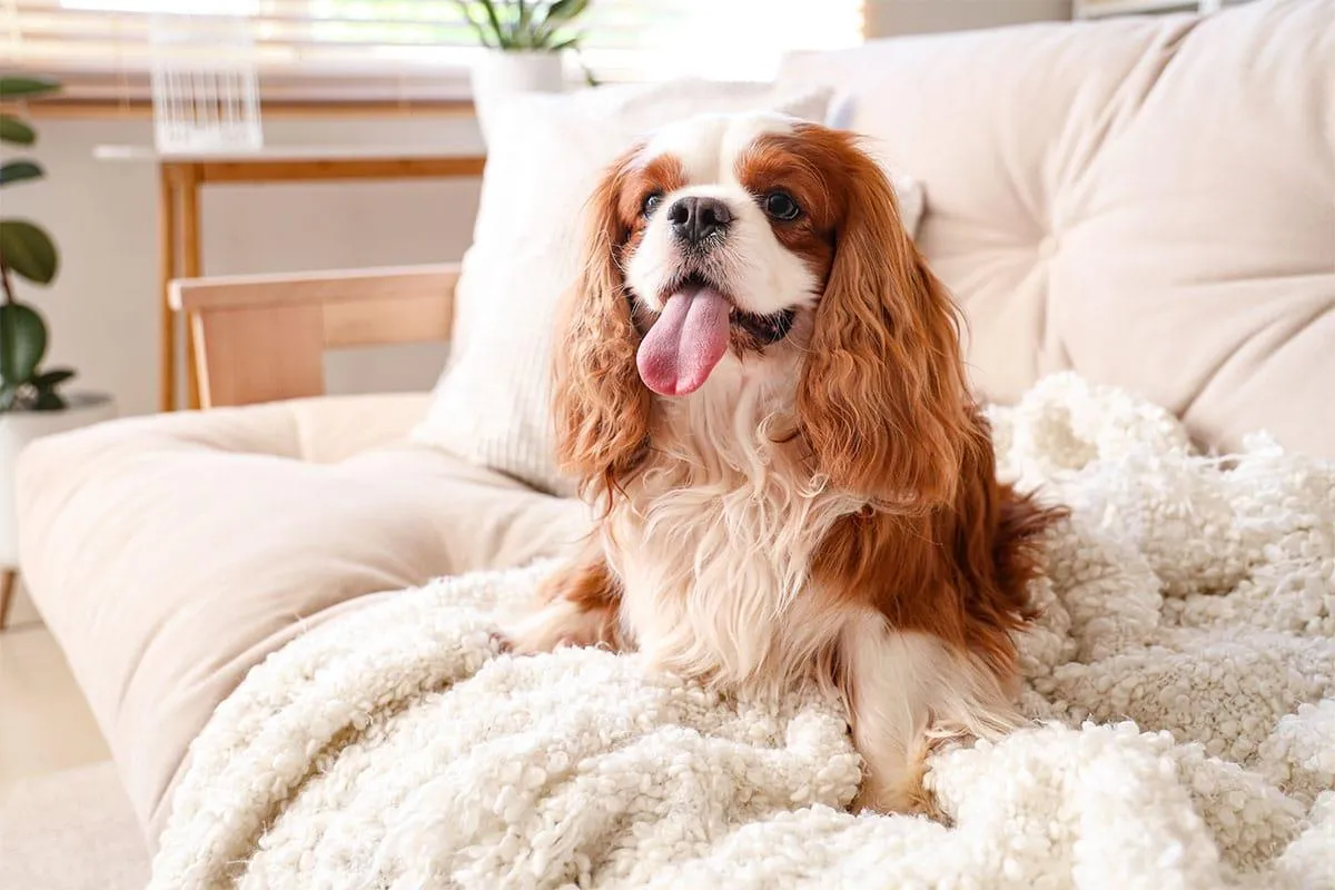 Cavalier-King-Charles-Spaniel-