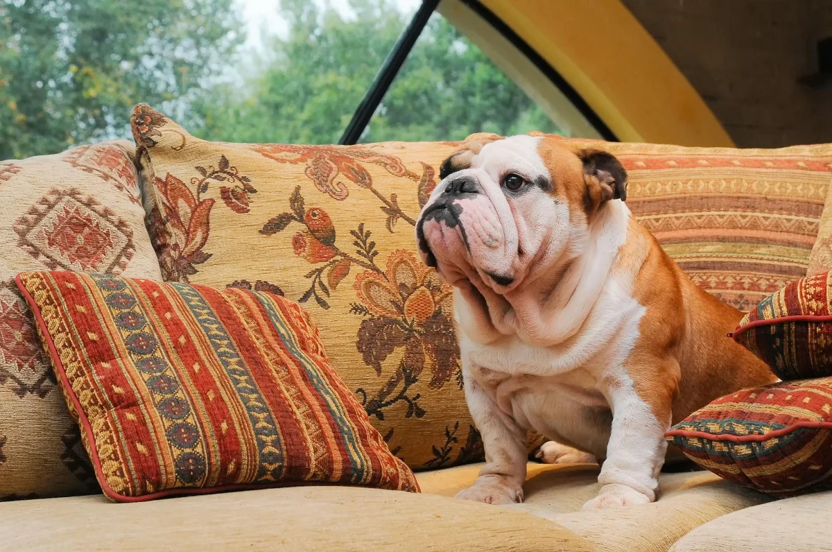 English Bulldog