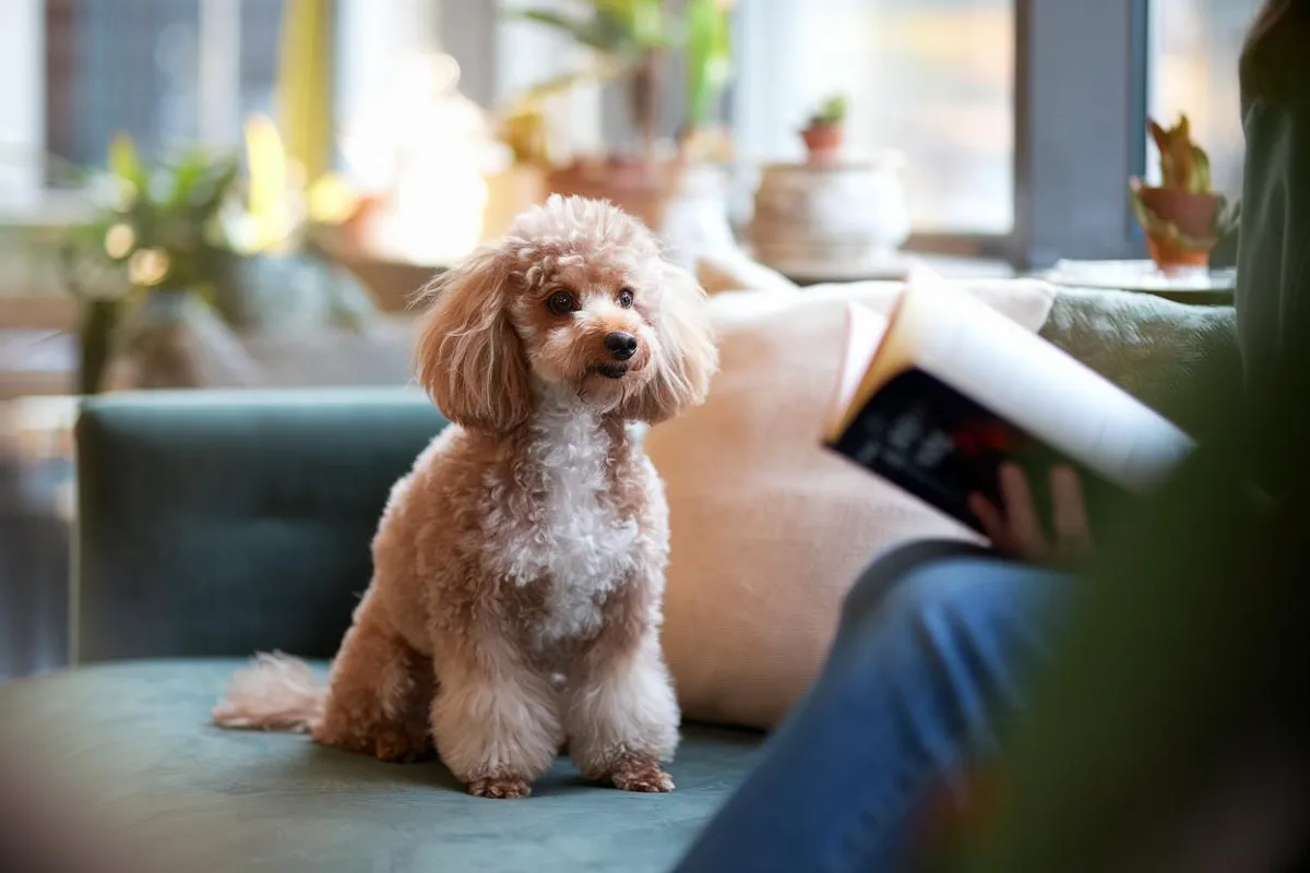 Miniature-Poodle
