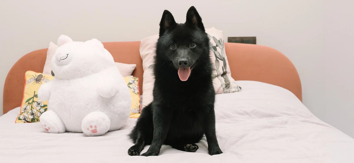Schipperke