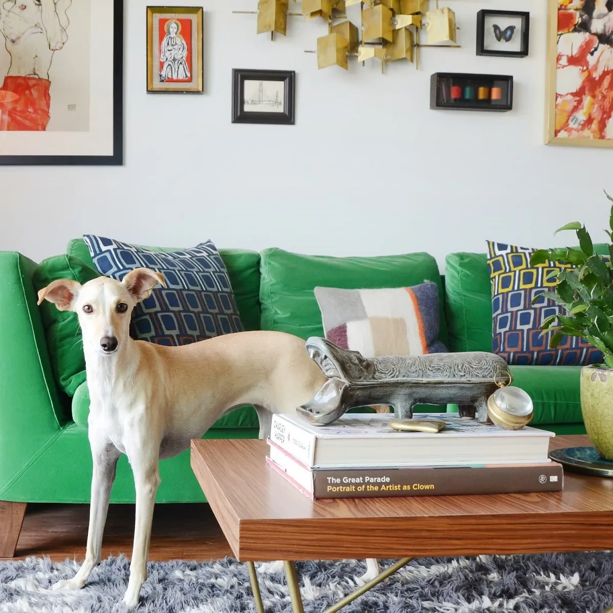 Whippet