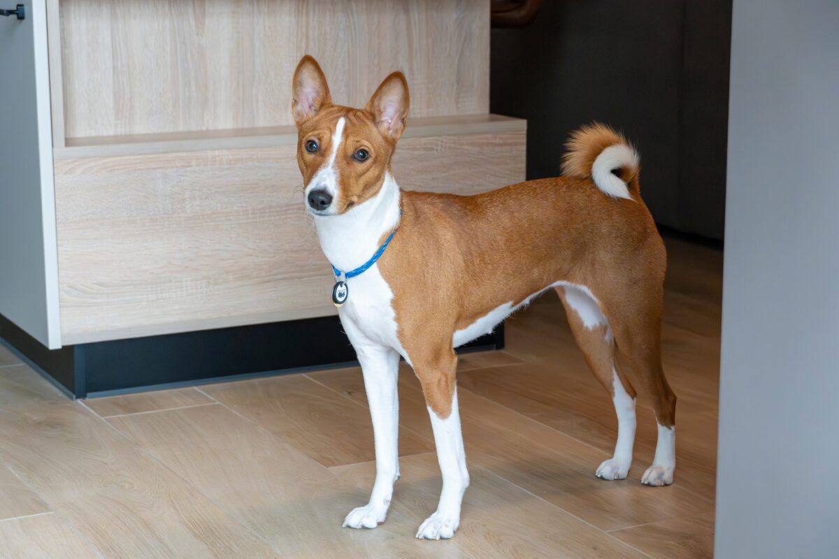باسنجی (Basenji)