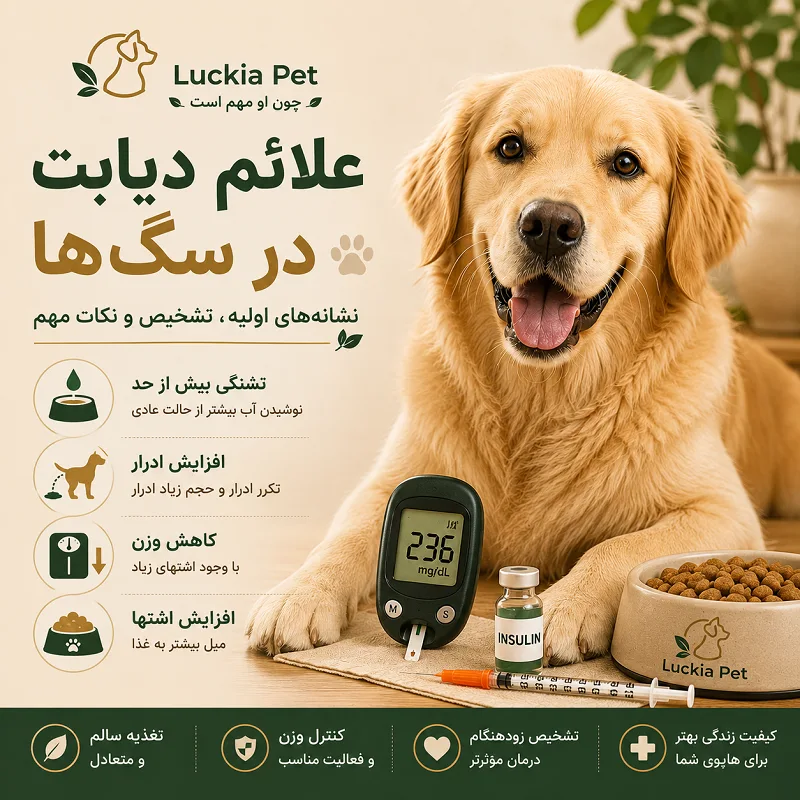 دیابت در سگ ها