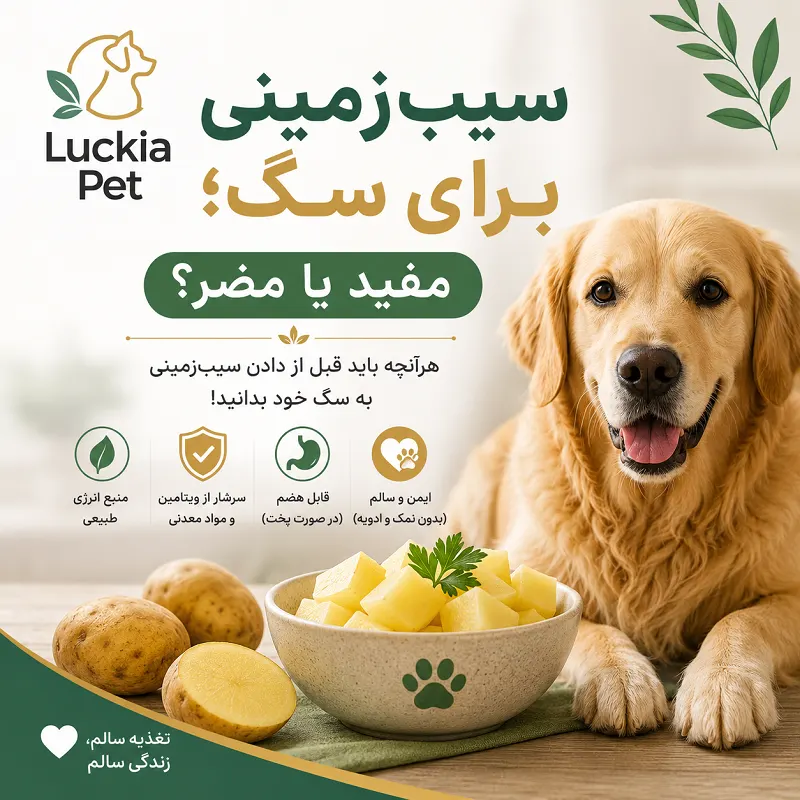 سیب زمینی برای سگ