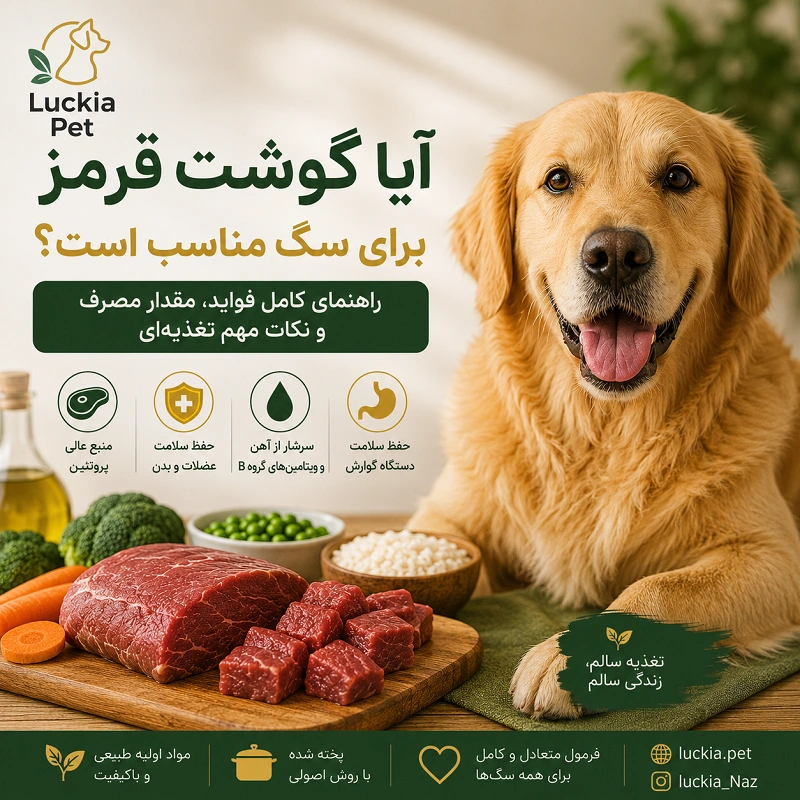 فواید گوشت قرمز برای سگ