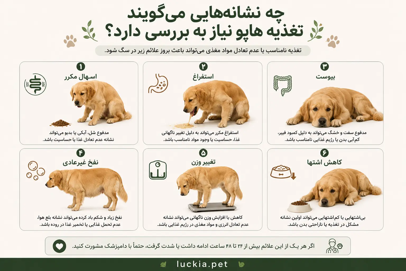 مشکلات رایج مرتبط با تغذیه سگ