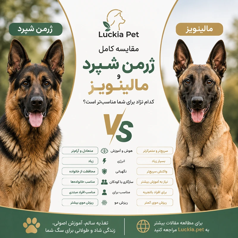 مقایسه ژرمن شپرد و مالینویز