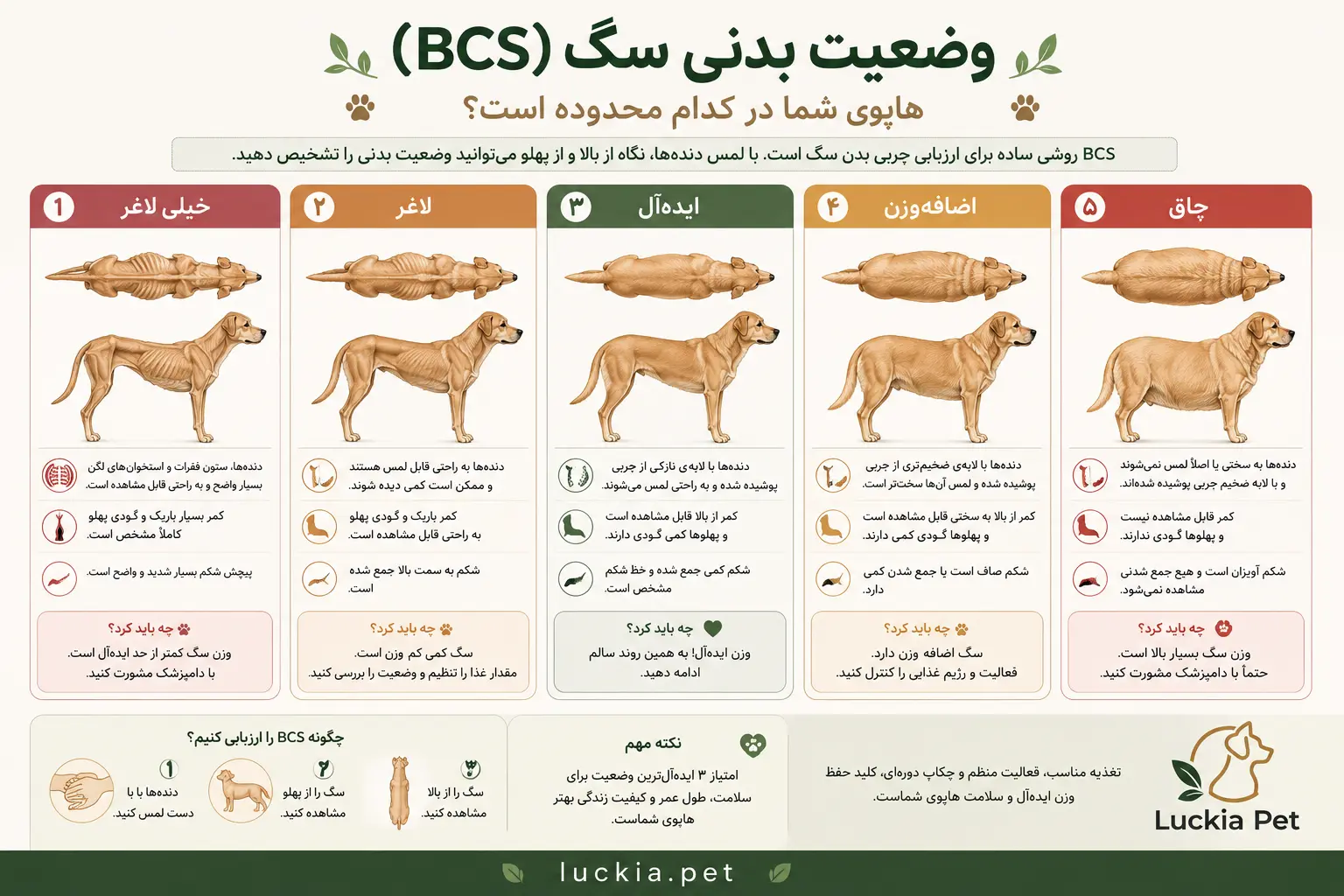 نمودار وضعیت بدنی سگ (BCS)