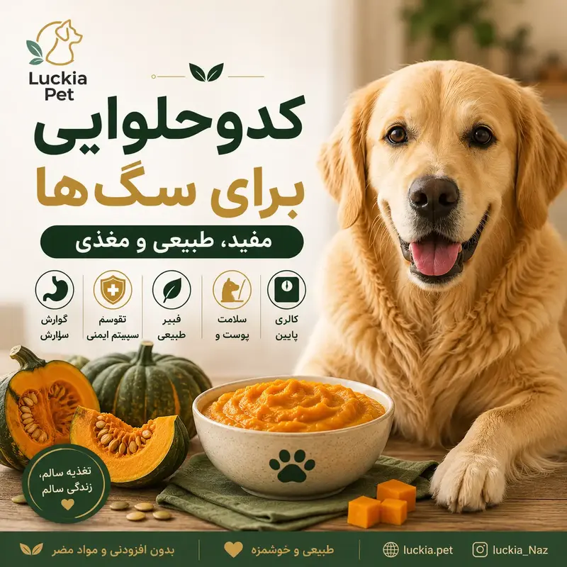 کدو حلوایی برای سگ ها
