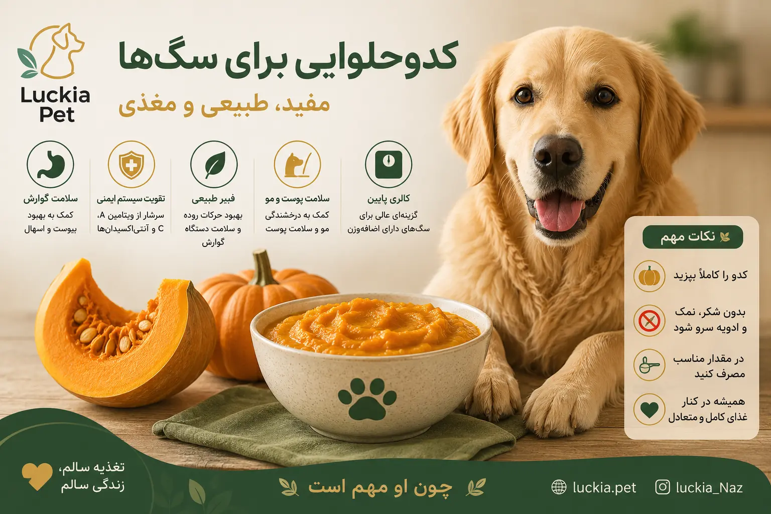 کدو حلوایی برای سگ