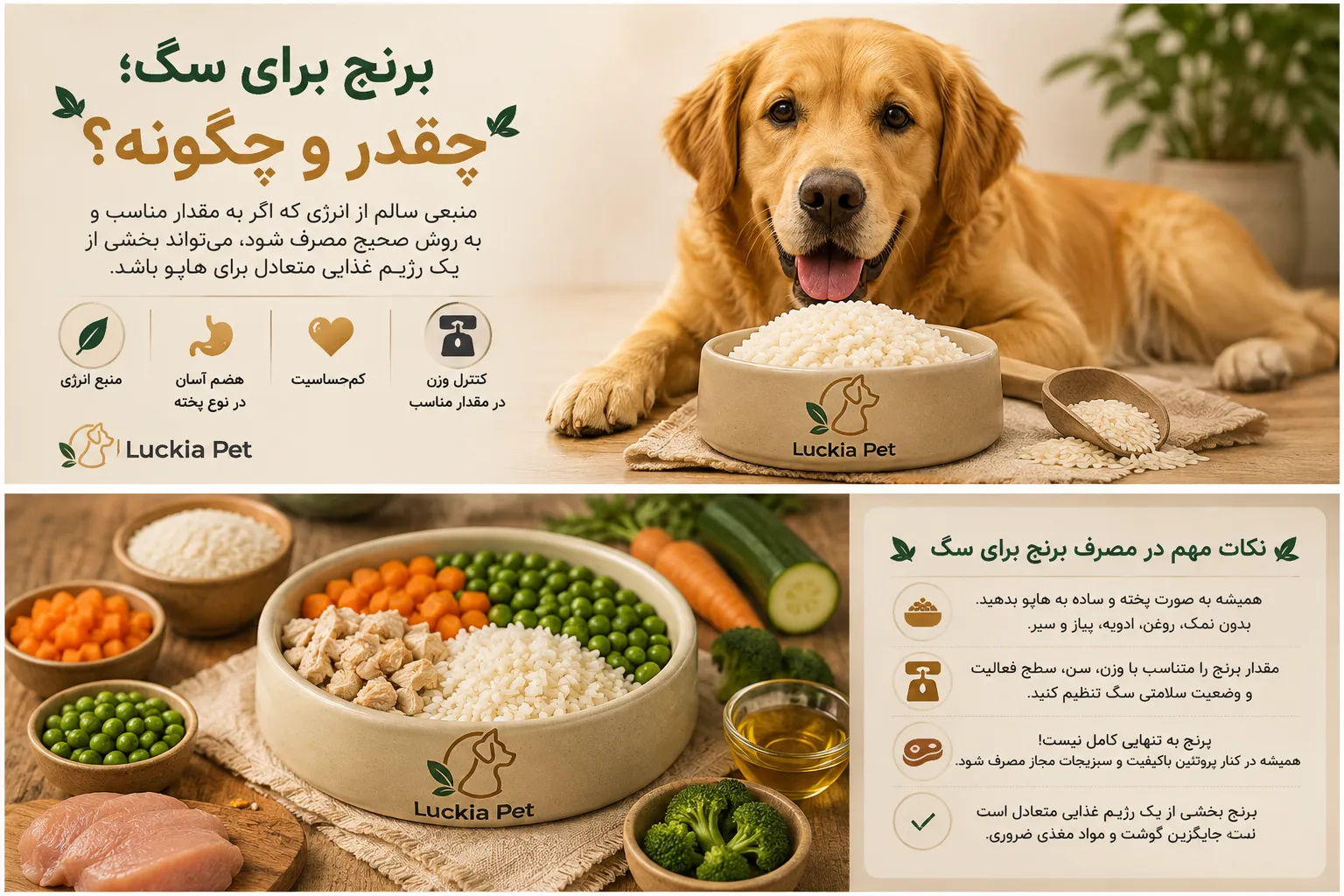 برنج برای سگ ها