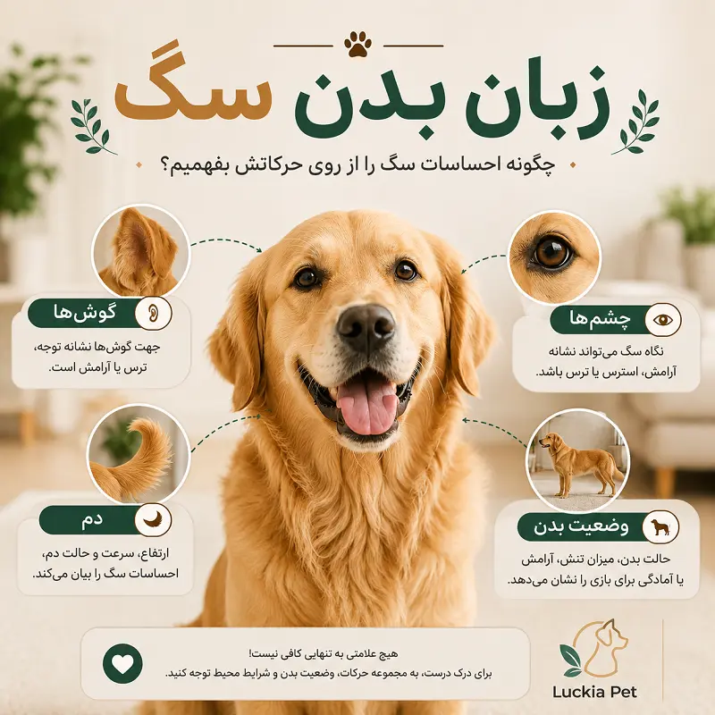 زبان بدن سگ؛ معنی حرکات، گوش‌ها، چشم‌ها و دم سگ