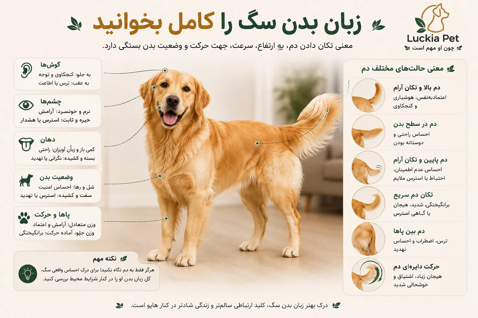 معنی تکان دادن دم سگ چیست؟ لوکیا