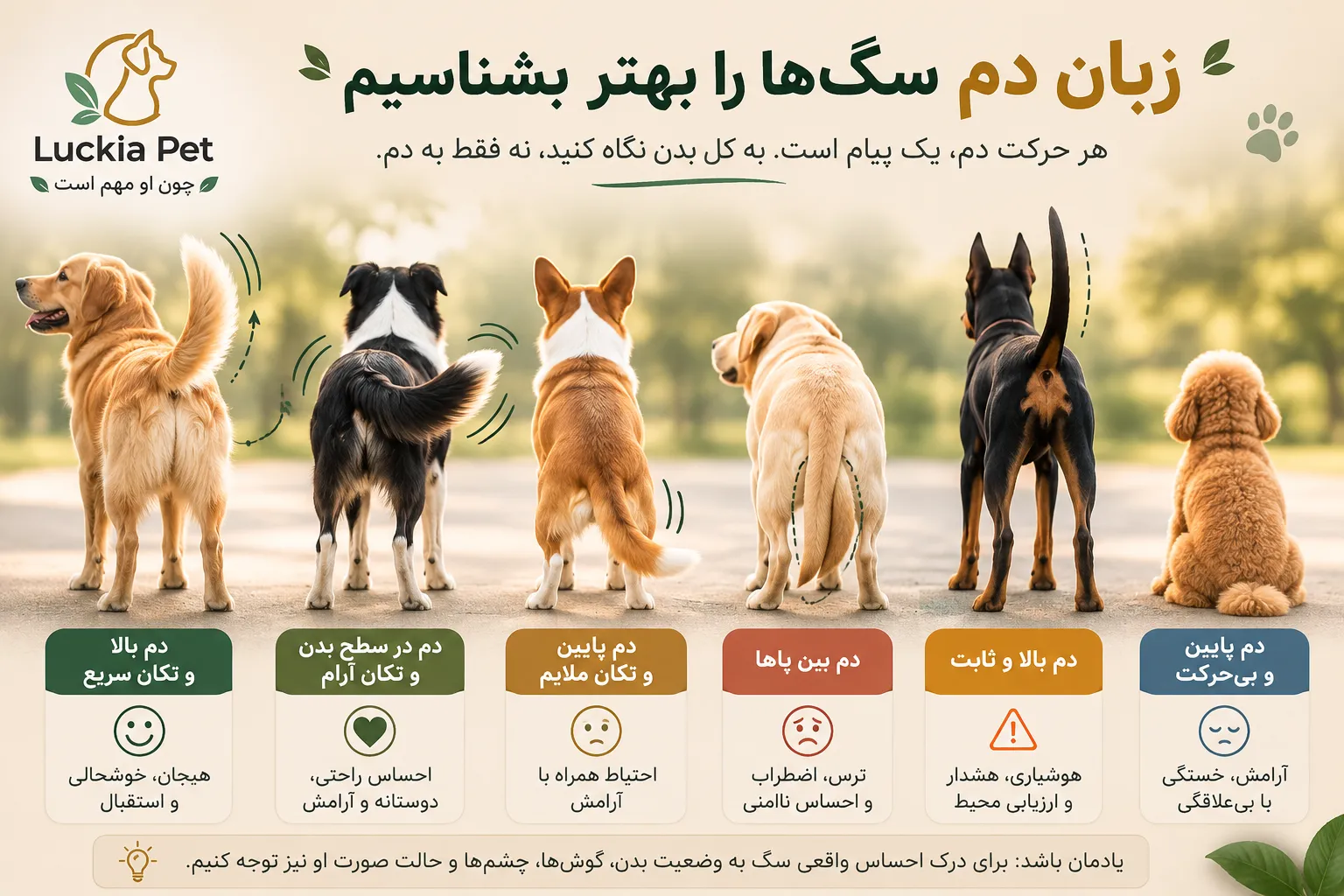 معنی تکان دادن دم سگ چیست؟ لوکیاپت