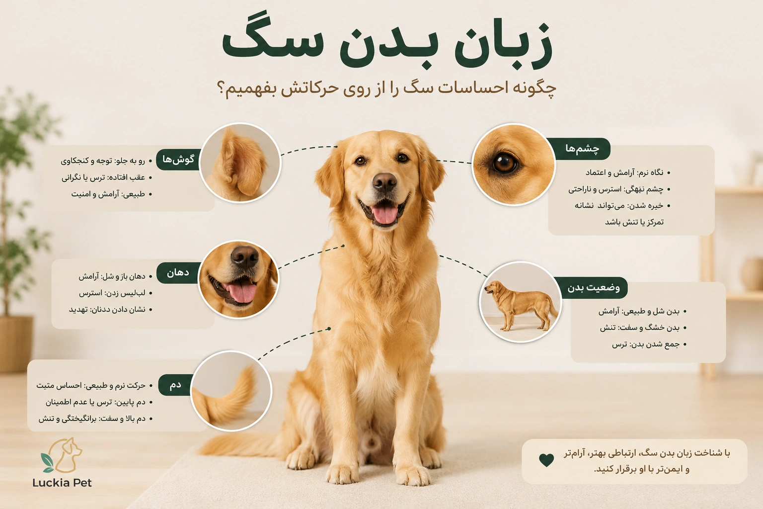 چگونه زبان بدن سگ را بخوانیم؟